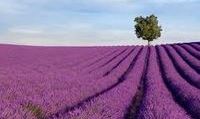 fragrant field of lilacs